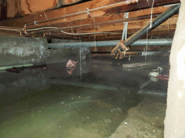 Best Basement water damage restoration  in Swift Trail Junction, AZ