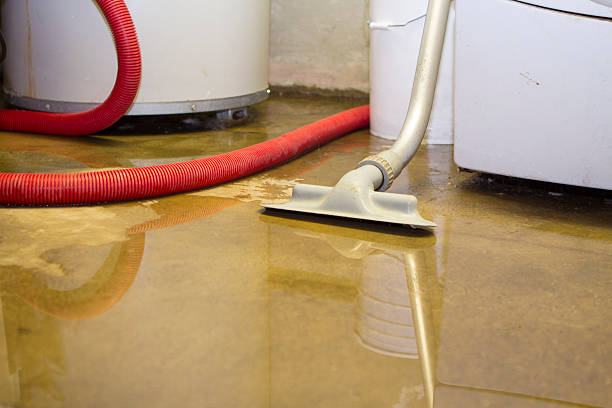 Best Mold removal after water damage  in Swift Trail Junction, AZ